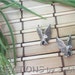 Bird Earrings, Sterling Silver, Eagles, Vintage REDUCED PRICE