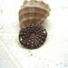 Organic bronze connector,Sea urchin connector, Handmade urchin connector, Artisan bronze sea urchin 2