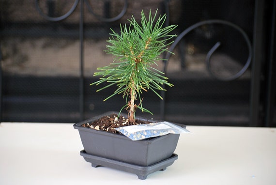 Live Japanese Black Pine Tree Bonsai  Pinus T Free