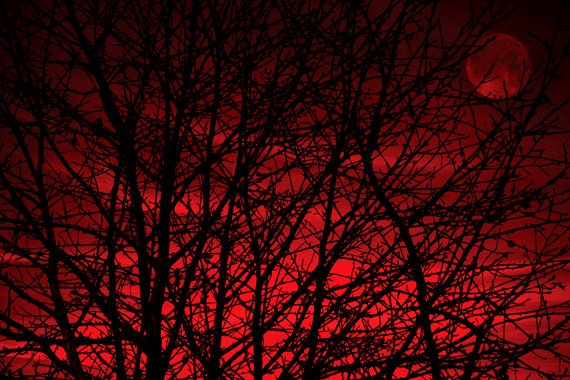 Items similar to Red Sky Tree photo 8x12 Red Moon Bare Branches Night ...