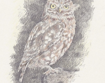 Little Owl A4 Archival Print