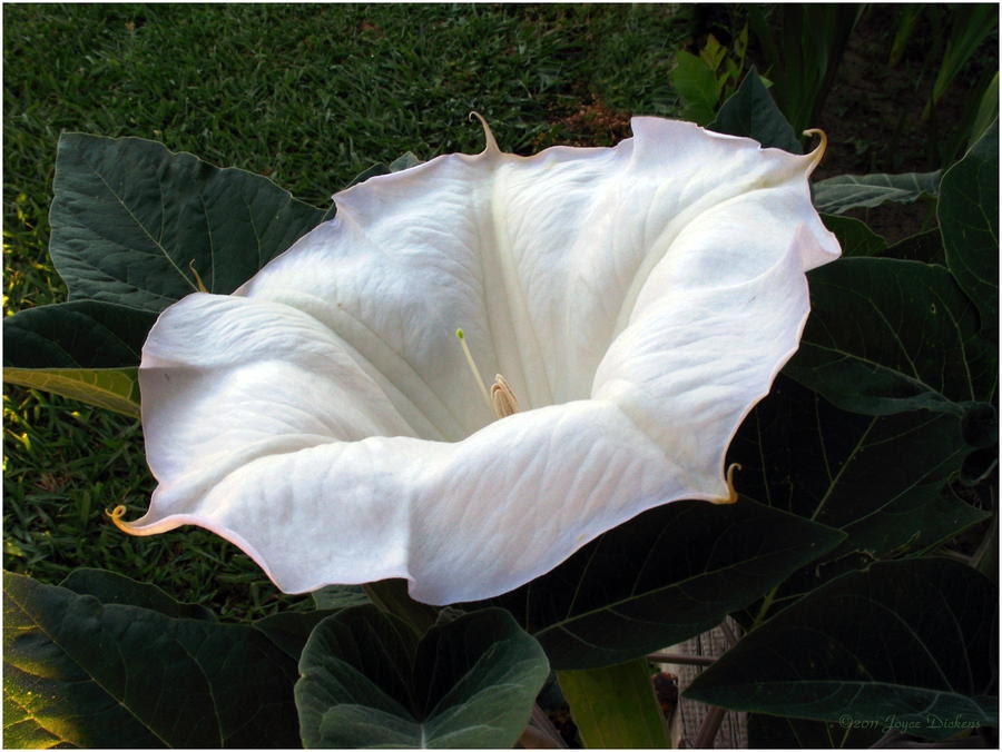 Angels Trumpet Datura Moonflower Seeds Lovely Fragrance Too