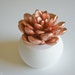 Succulent Sculpture in White Modern Round Container, Tabletop Centerpiece, Desktop Accessory