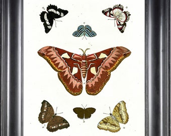 BUTTERFLY PRINT Botanical Art Print 3 Beautiful by LoveThePrint