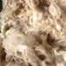 100 dollars White Unwashed Rambouillet Wool 20 pounds GREAT FOR FELTING