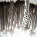 vintage turkey feathers for crafts