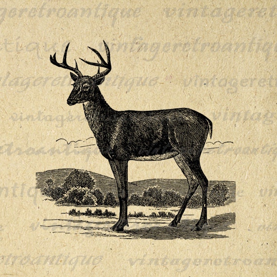 vintage deer clip art - photo #28
