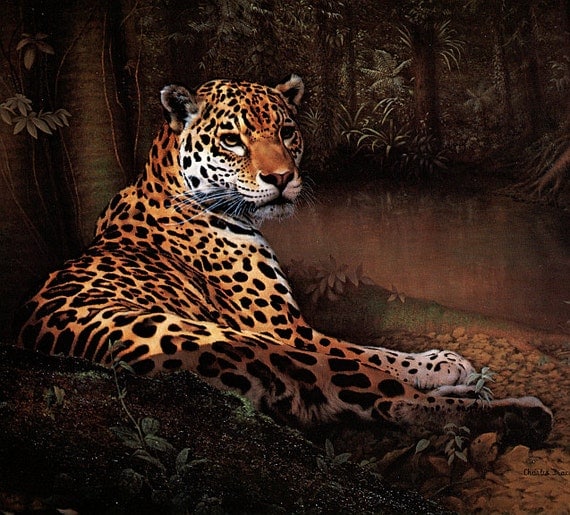 Jaguar Charles Frace Vintage / Antique Art Print Wildlife