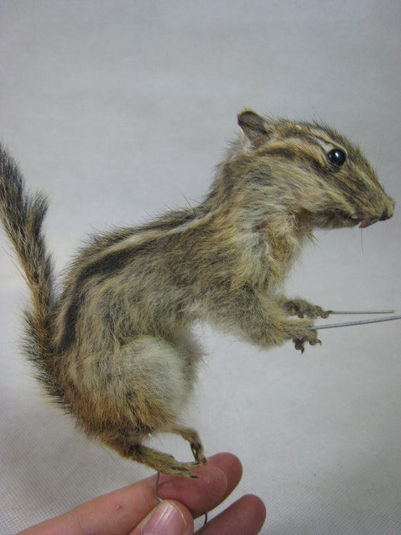 Taxidermy cute small farm animal chipmunk for sale ideal