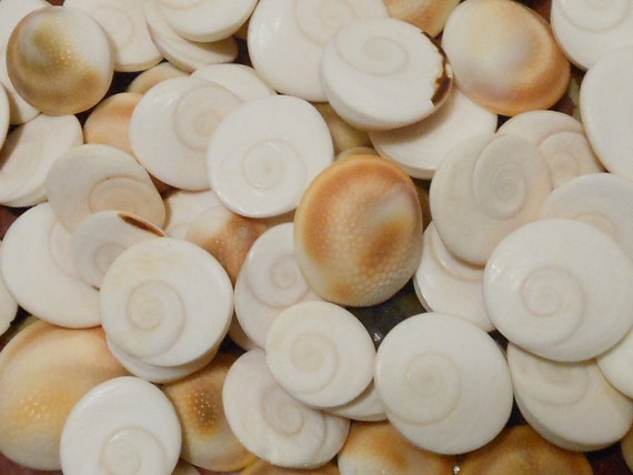 Seashells 10 White Shiva Shells Cats Eye Seashell Supply