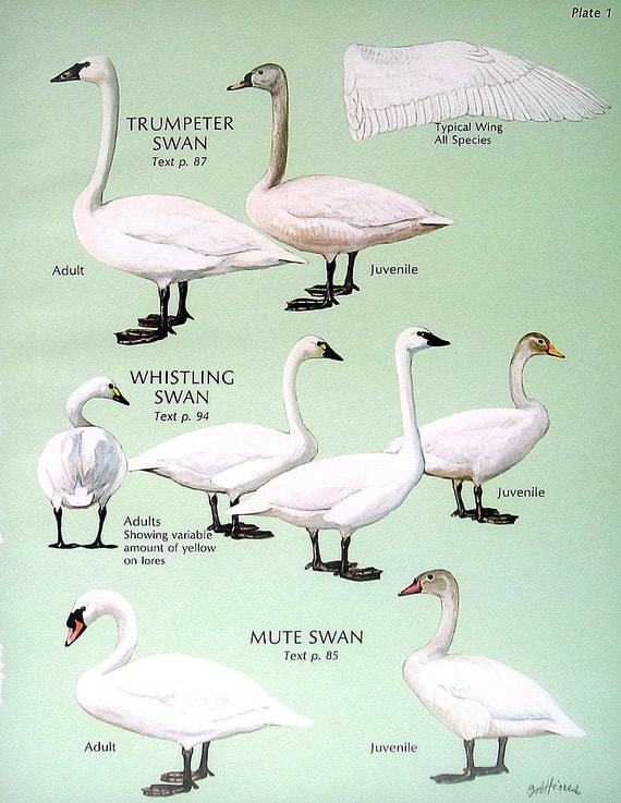 Items similar to Trumpeter Swan, Whistling Swan, Mute Swan, White