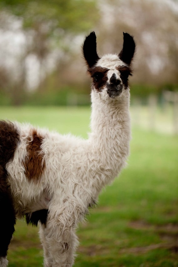 Sponsor A Llama!  Kara