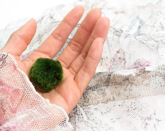 Junior Marimo For Your Own Aquarium Creation