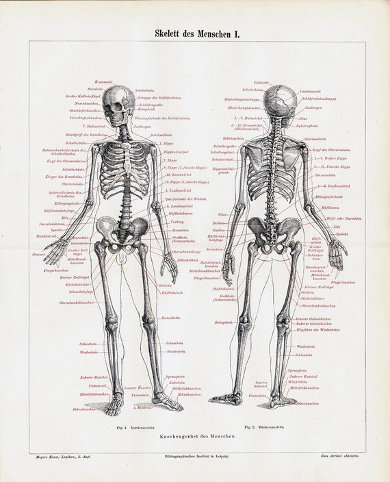 1897 Victorian SKELETON print human body skeleton back and