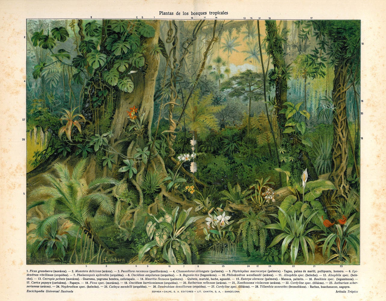 Tropical Forests Plants Print Antique Color Lithograph Ficus