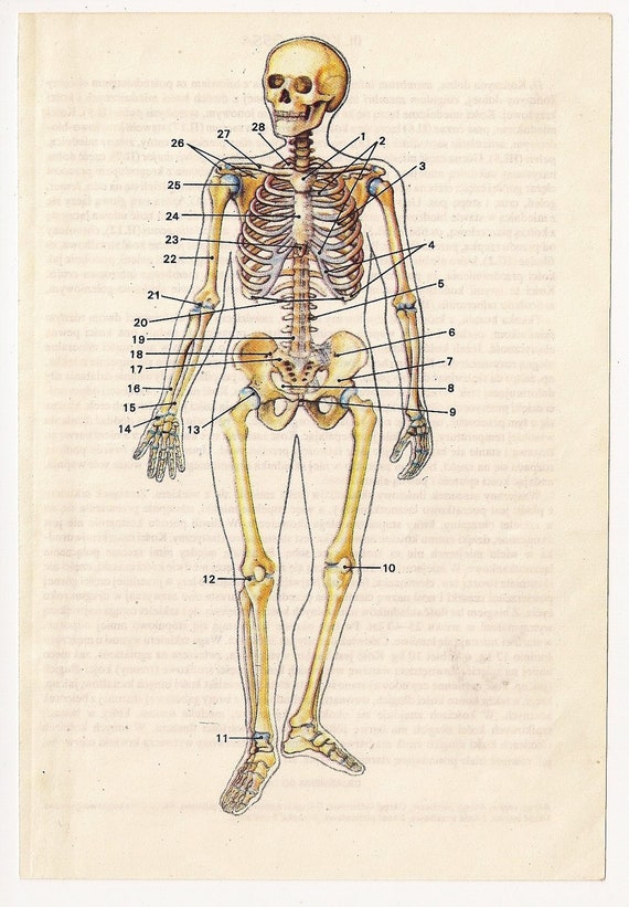 2 Vintage Anatomical Prints Medical Diagrams skull skeleton