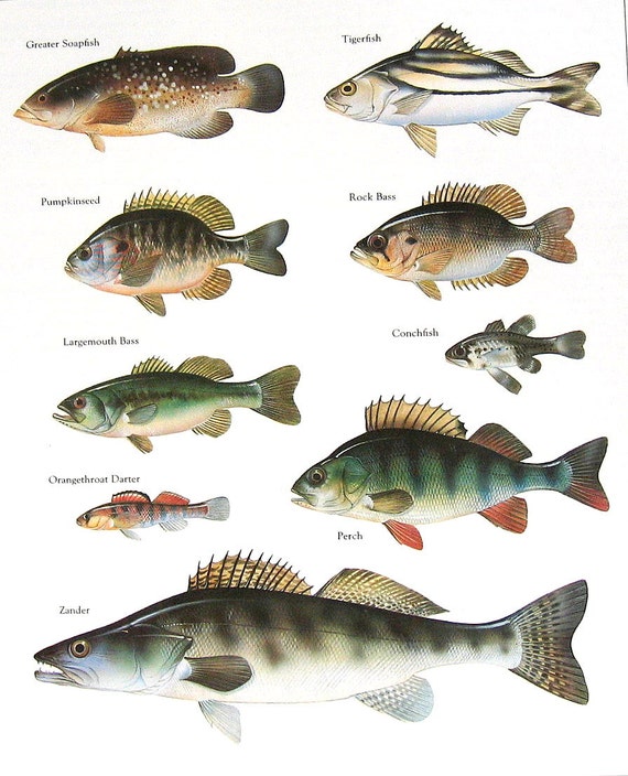 Fish Print Greater Soapfish Tigerfish Perch Vintage 1984