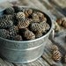 100 . Frosted Miniature Pine Cones . DIY Fall Wedding Decorations / Primitive Halloween Decor