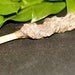 Wild Crab Apple Wood knotted wand pendant