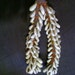 Banjara Cowrie Ornament