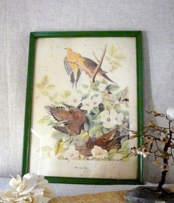 Framed Audubon Birds Print Mourning Dove Art Print by Shabbylull