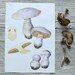 Vintage Mushroom Print - 1960