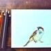 Original Color Pencil Drawing- Small Sparrow