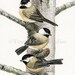 Chickadees in Birch Tree - 11x14 archival watercolor print by Tracy Lizotte
