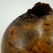 Rugged Beauty - Oak Burl Vessel