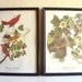 Pair of Vintage Bird Audubon Prints Pictures in Black Wood Frames Distressed