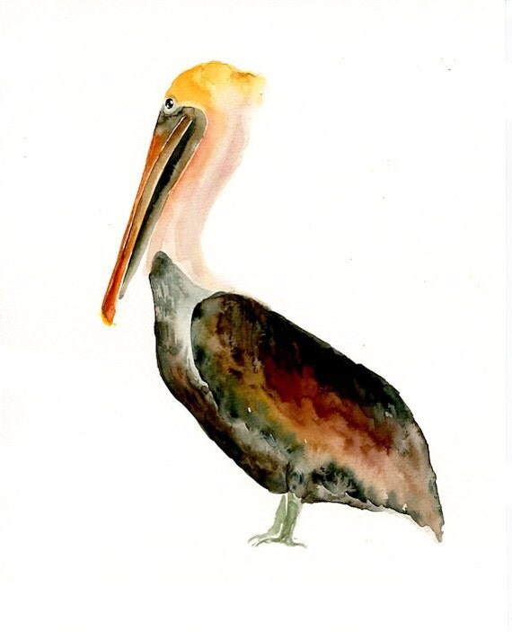 Brown Pelican By Dimdi Original Watercolor Painting 8x10inch