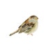 SPARROW by DIMDI Original watercolor painting 10x8inch