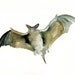 BAT by DIMDI Original watercolor painting 10X8inch