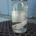 Wet Preserved Medium Domestic Goat Fetus - Jarred Specimen- Lot No. 1038-B