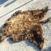 American Bison Soft Tanned Skin- Buffalo Robe- Large