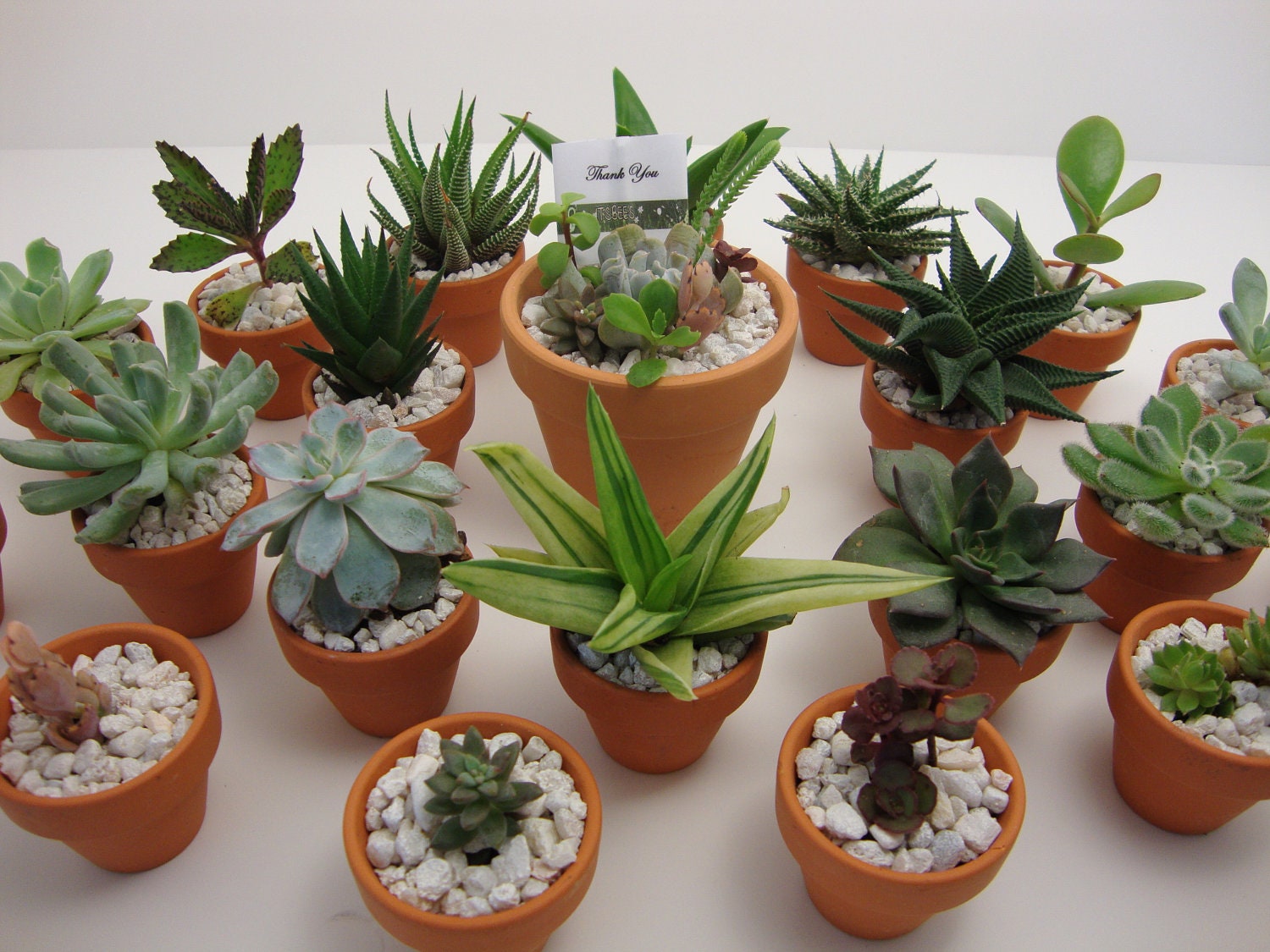 75 Succulent Assorted Plants & 2 Clay Pots DIY KIT by ItsBees