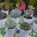 RESERVED For Anne, A Collection Of 100 Succulents, White Pail Favors, Ship Date October 1