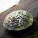 Brooch Pin Large Silverplate Filigree Convex Vintage Costume Jewelry