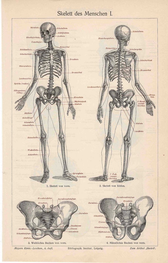 1894 skeleton human original antique anatomy lithograph print