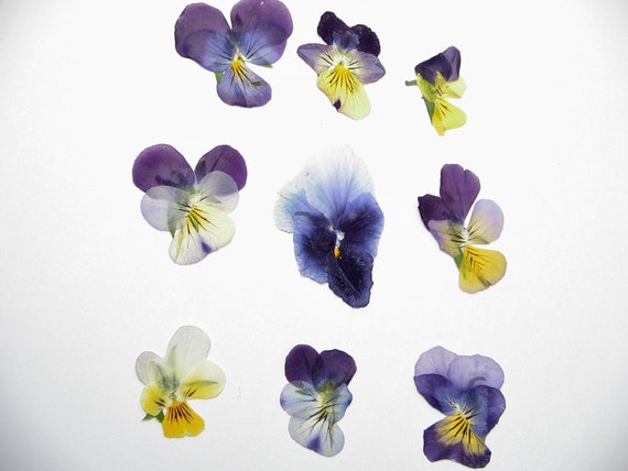 Imperfect Small Pressed Pansies Crafting Supplies