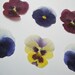 Large 2 Inch Pressed Pansies Crafting Supplies
