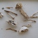 Cruelty Free Starling Bones Bone Head Skull Beaks Taxidermy Religious Educational Magic Spell Taxidermy
