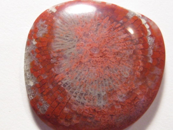 Agatized Red Fossil Horn Coral .............. 35 x 34 x