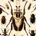 1900s Antique BEETLE lithograph, various scarabs, entomology art print