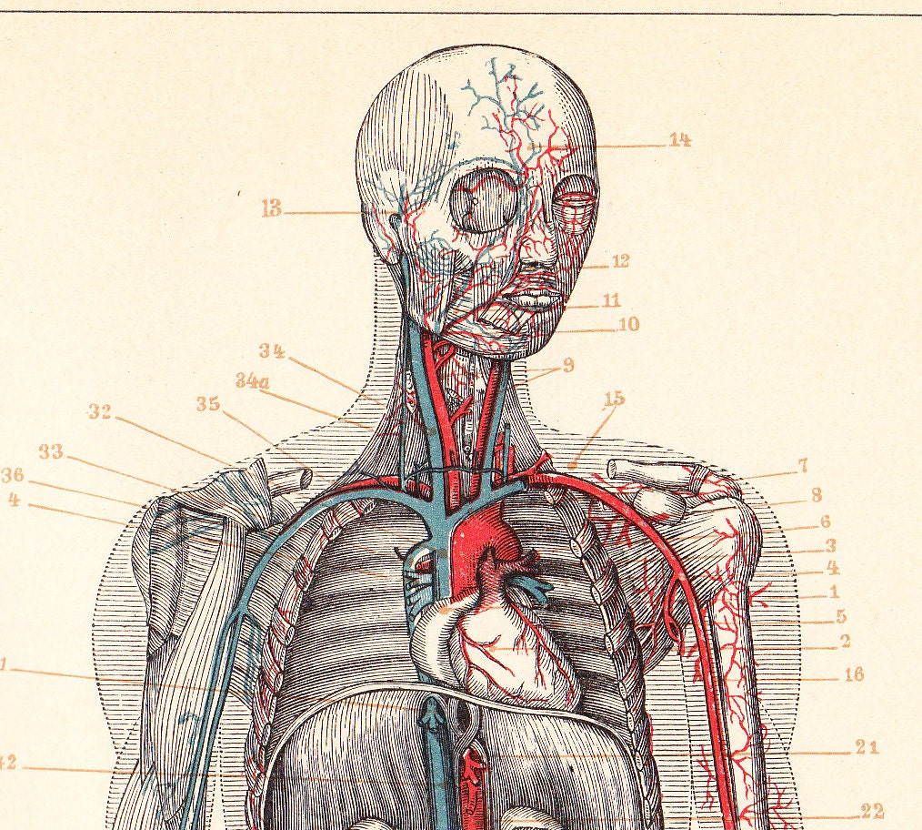 1900 Antique ANATOMY litograph male circulatory system and