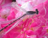 Rescued Dragonfly on a flower 8 x 10 matted photograph