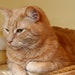 36" Single Level Natural Wood Cat Tree FREE SHIPPING