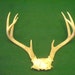8 point partial skull Deer Antlers