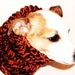 Dog Hoodie Cowl Neck Warmer Orange and Black Knit
