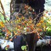Bittersweet-Fresh Cut Vines- PREORDER